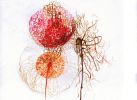 blume7