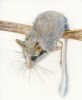 Tiere