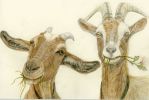 Tiere